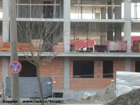 Imagine atasata: Vivalia Bulbuca - 2016.02.28 - 03.jpg